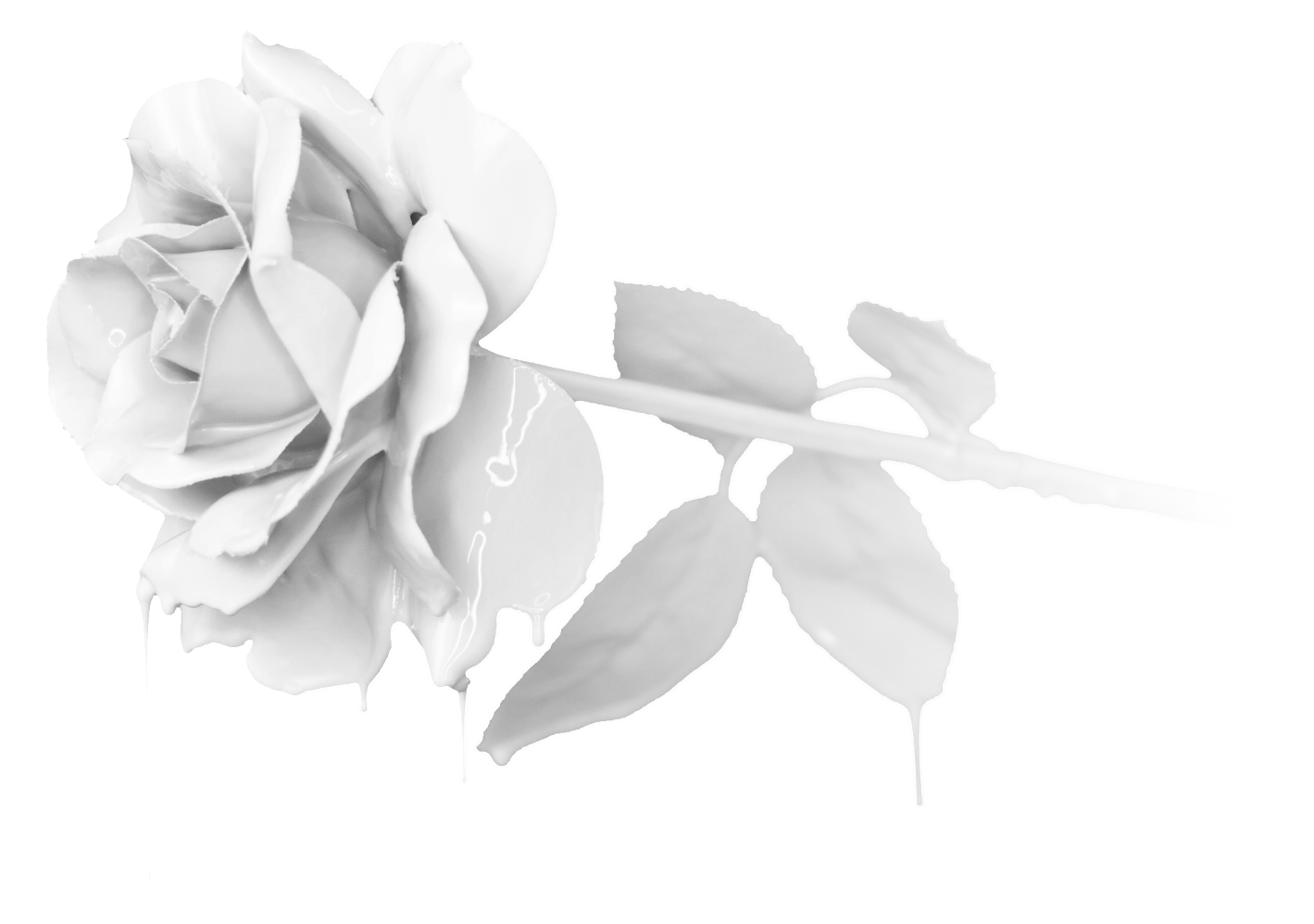 The White Rose logo